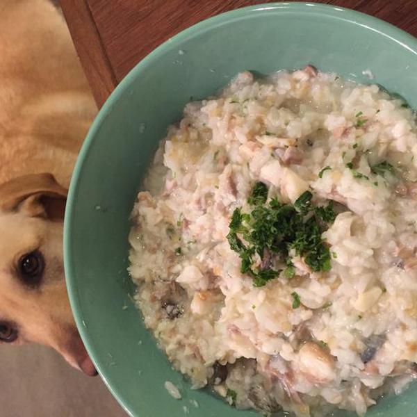 犬ご飯レシピ 鱈のシンプルお粥 Byコナヴァニ No 12 わんわんシェフ見習い中