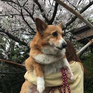 キャサリン ママ