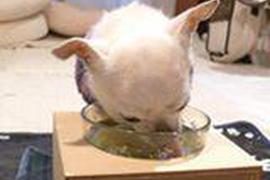 飼い主は美味しいのかなって心配するけど、なんでも食べるよ。食べるのって楽しいね。