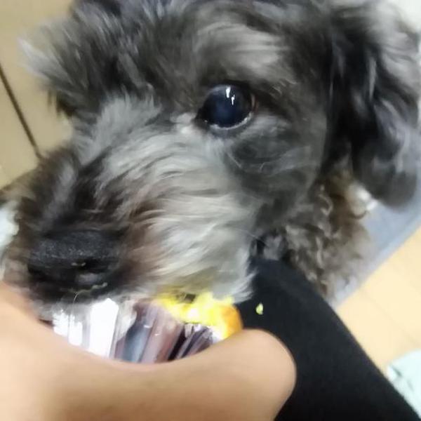 犬ご飯レシピ かぼちゃの米粉カップケーキ By紫陽花 No 1878 わんわんシェフ見習い中