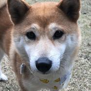 Shibainu_1ko