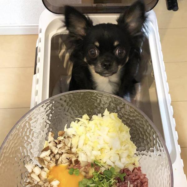 食いつき◎健康バーグ