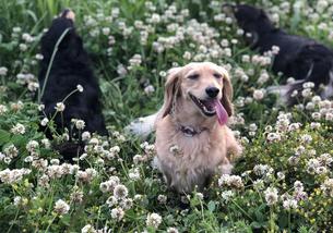 犬の写真１