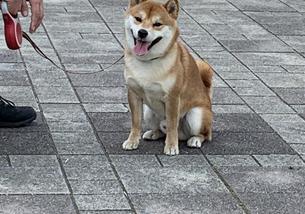 犬の写真１