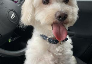 犬の写真１