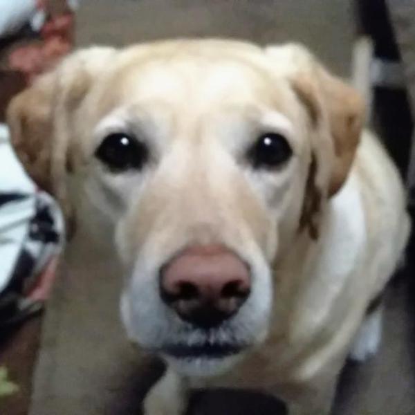 犬ご飯レシピ 鯖味噌煮 Byゆらら No 1929 わんわんシェフ見習い中