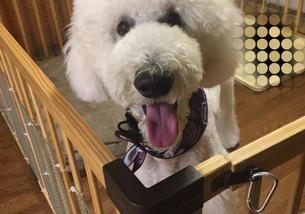 犬の写真１