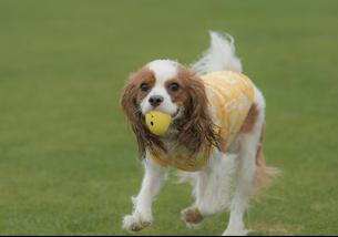 犬の写真１