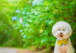 犬の写真１