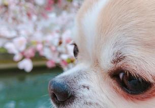 犬の写真１