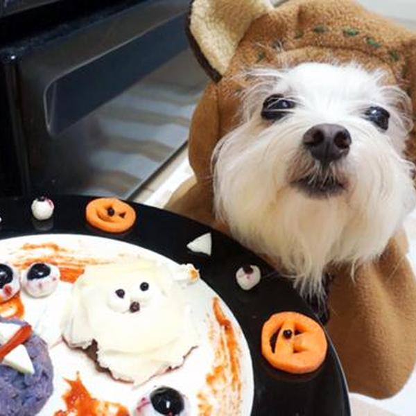 犬ご飯レシピ 簡単 ハロウィンディナー Bypawpawclub No 1964 わんわんシェフ見習い中