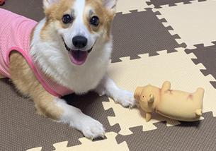 犬の写真１