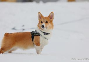 犬の写真１