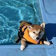 犬ご飯レシピ 鶏ささみリゾット Byはんみ No 14 わんわんシェフ見習い中