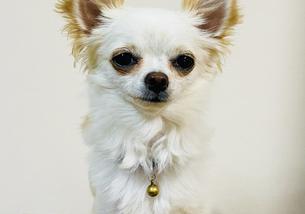 犬の写真１