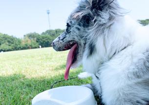 犬の写真１