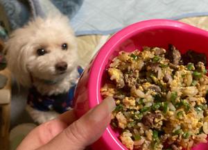 ごま油を使った犬の手作りご飯 みんなのレシピ 一覧 わんわんシェフ見習い中