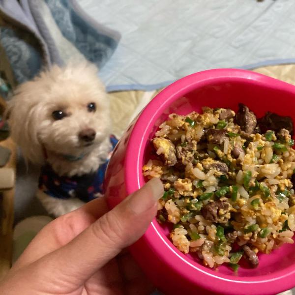 犬ご飯レシピ 鶏レバーと砂肝のチャーハン Byローク とわのマー No 24 わんわんシェフ見習い中