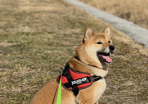 犬の写真１