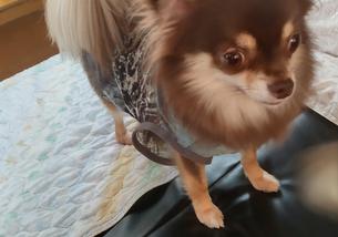 犬の写真１