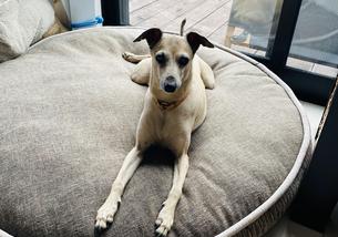 犬の写真１