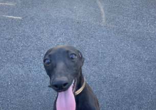 犬の写真１