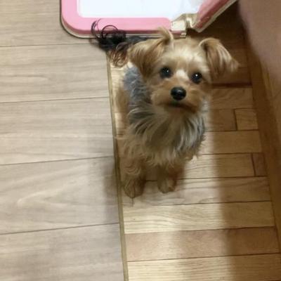 鶏ひき肉米粉わんクッキー