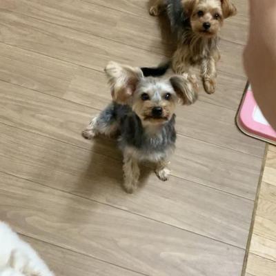 わん煎餅