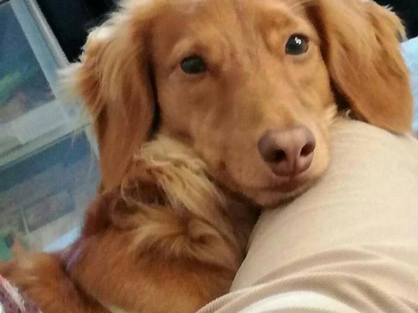 犬ご飯レシピ ガン予防したい野菜の煮込み ささみ Byasahi No 2033 わんわんシェフ見習い中