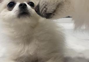 犬の写真１