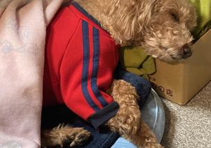 犬の写真１