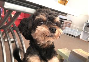 犬の写真１