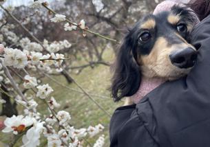 犬の写真１