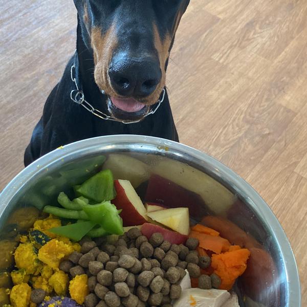 犬ご飯レシピ ドーベルマンの朝ごはん Byアネハビ No 76 わんわんシェフ見習い中