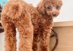 犬の写真１