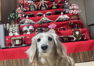 犬の写真１