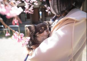 犬の写真１