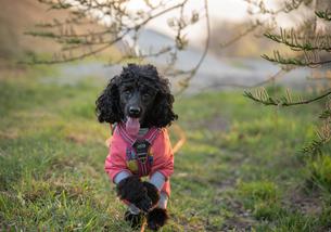 犬の写真１