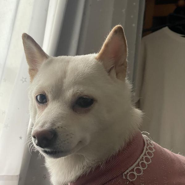 犬ご飯レシピ 鳥肉とブロッコリーほうれん草のリゾット風 Byわんシェフ No 77 わんわんシェフ見習い中