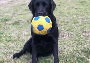 犬の写真１