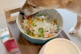 夏バテ気味で市販フードを食べない愛犬に作ってみました！完食でした！