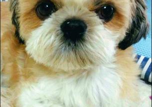 犬の写真１