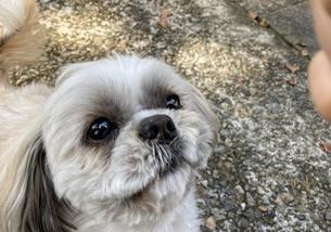 犬の写真１