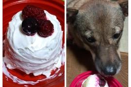 ベリーは苦手で食べ残しましたが一気に完食しました。誕生日おめでとう！