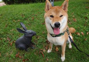 犬の写真１
