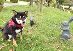 犬の写真１