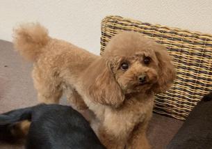 犬の写真１