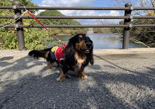 犬の写真１