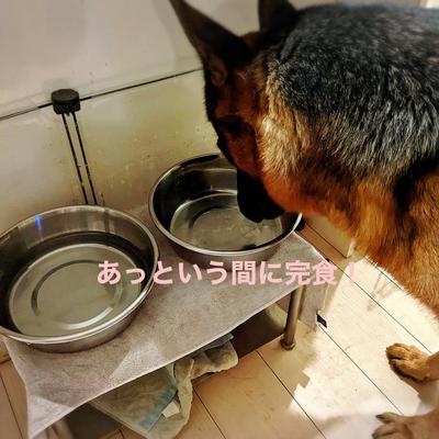 鶏頭水煮と白菜＆モッツァレラチーズ