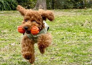 犬の写真１